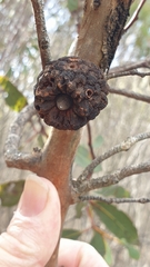 Apiomorpha strombylosa