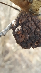 Apiomorpha strombylosa