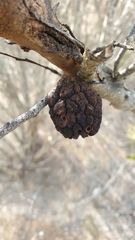 Apiomorpha strombylosa