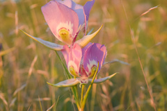 Calochortus nitidus