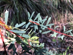 Pultenaea euchila