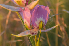 Calochortus nitidus