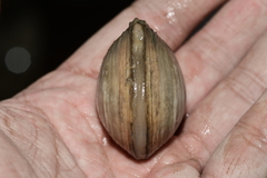 Mactra quadrangularis