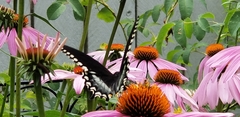 Papilio troilus