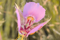Calochortus nitidus