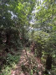 Clerodendrum cyrtophyllum