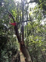 Clerodendrum cyrtophyllum
