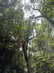 Clerodendrum cyrtophyllum
