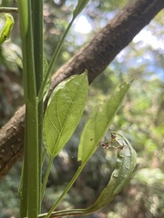 Clerodendrum cyrtophyllum