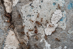 Pheidole