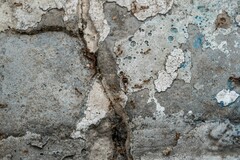 Pheidole