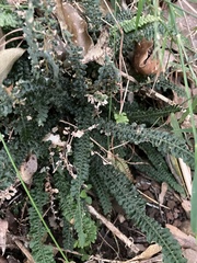 Blechnum parrisiae