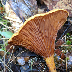 Austropaxillus muelleri