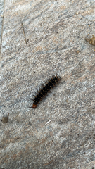 Lepidoptera