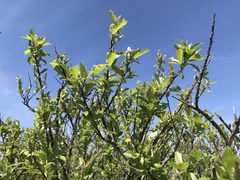 Salix sieboldiana