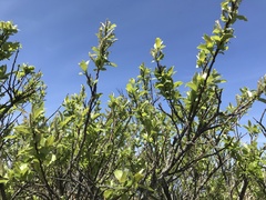 Salix sieboldiana