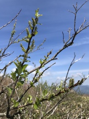 Salix sieboldiana