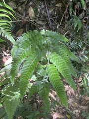 Microlepia krameri