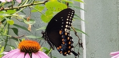 Papilio troilus