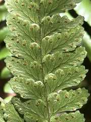 Microlepia krameri