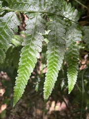 Microlepia krameri