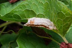 Mantodea
