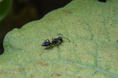 Camponotus