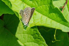 Leptotes pirithous