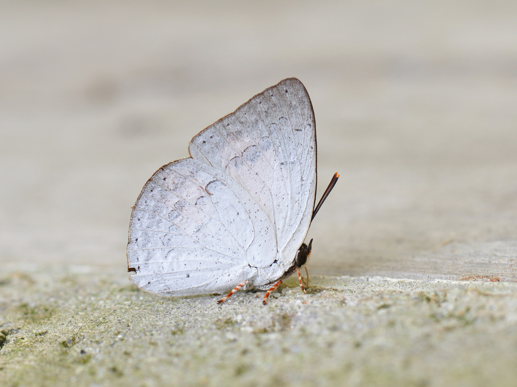 Curetis sperthis