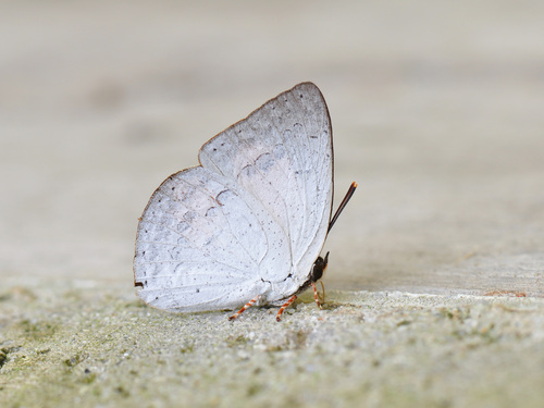Curetis sperthis