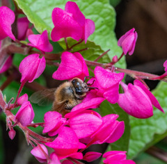 Apis mellifera