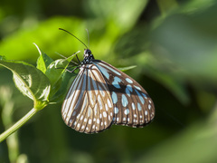 Ideopsis similis