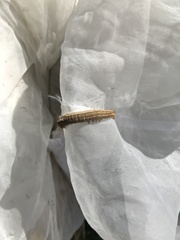 Euthrix albomaculata directa