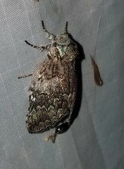 Macrurocampa marthesia