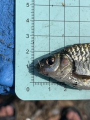 Systomus orphoides