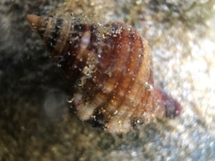 Muricoidea