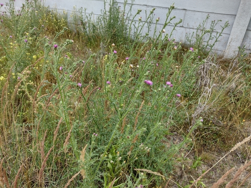 Bodljasti stričak (Carduus acanthoides)