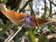 Viola grypoceras