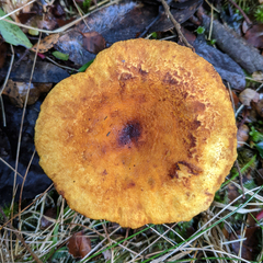 Austropaxillus muelleri