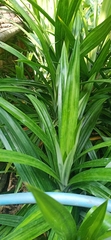 Pandanus amaryllifolius