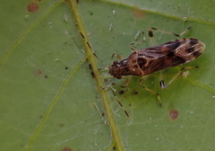 Parathyginus signifer