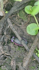 Carabus violaceus aurolimbatus