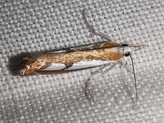 Catoptria mytilella