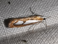 Catoptria mytilella