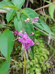 Bredia quadrangularis