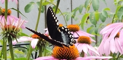 Papilio troilus