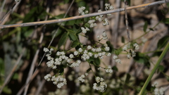 Lepidium latifolium