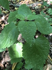 Lamium maculatum