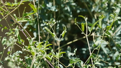 Clematis orientalis