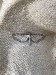 Eupithecia subumbrata